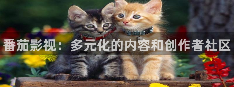 .红桃视频